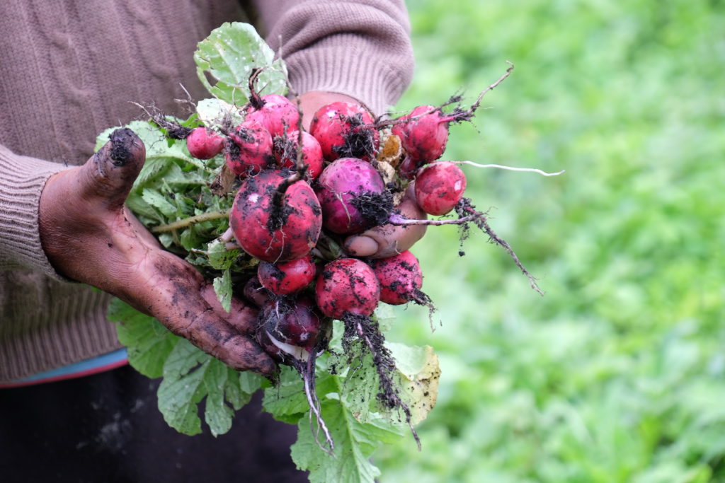 A bunch of freshly picked radishes covered in dirt. They look bright red against a lush green background. Image by Naomi Tomky.